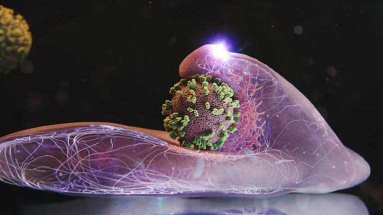 世界初、インフルエンザウイルスがヒト細胞に入り込む瞬間の撮影に成功