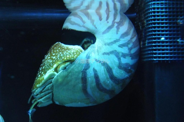【深海 常識崩壊】生きた化石 脚なしタコ 巨大ダンゴムシ…深海生物の姿が異常すぎる