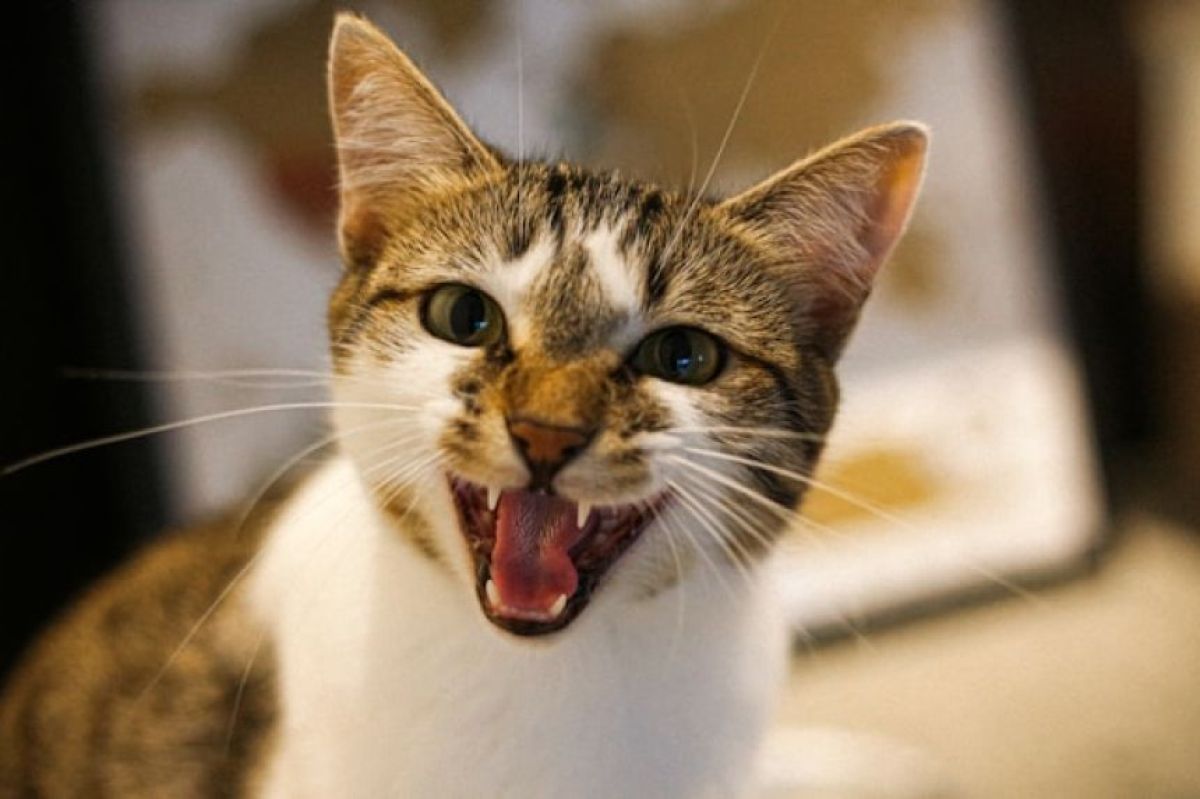 猫は女性よりも男性の飼い主に対してよく鳴く。その理由はとても健気なものだった