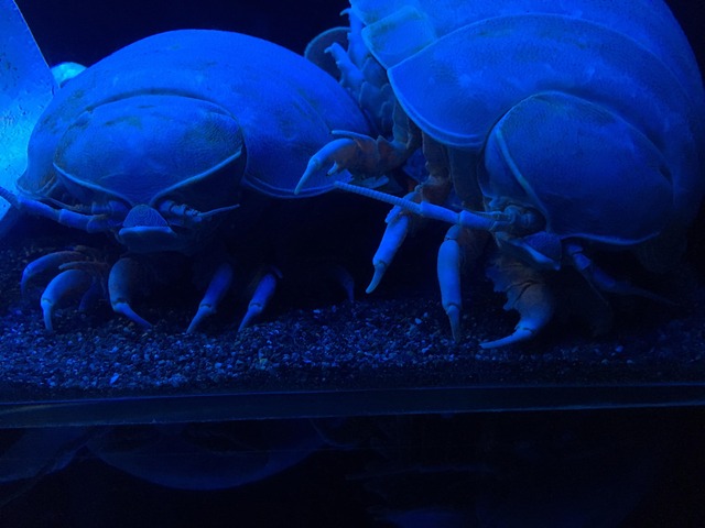 【深淵】深海生物の画像、マジで見たら後悔するレベル
