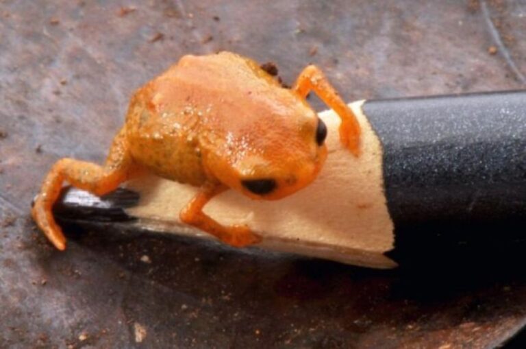 ブラジルで「カボチャヒキガエル」の新種を発見