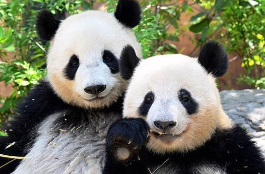 中国「日本のパンダ不在の原因は高市総理と右翼勢力だ」