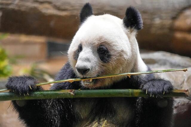 【画像あり】上野動物園の『パンダ待ち』行列、地獄絵図ｗｗｗｗｗｗｗｗ