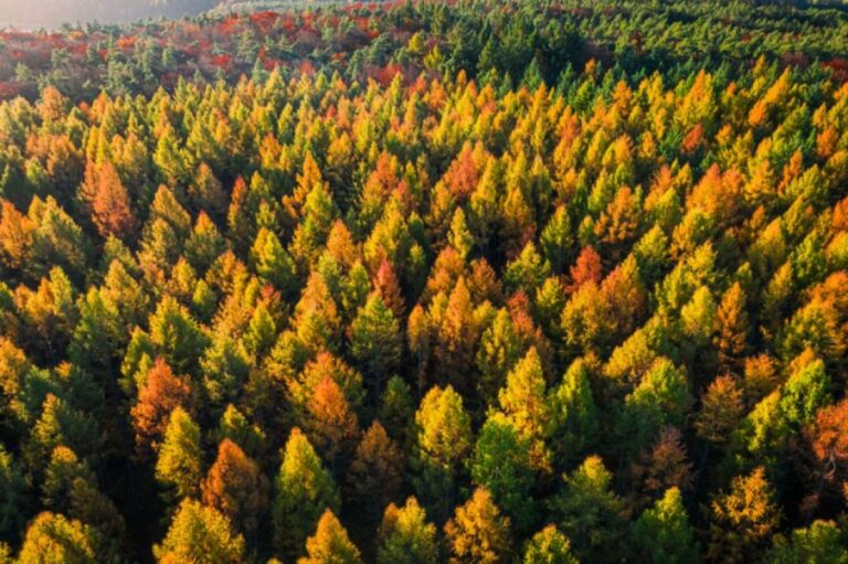 砂漠化を防ぐ780億本の植林が逆に水不足を招く皮肉な結果に。その理由とは？