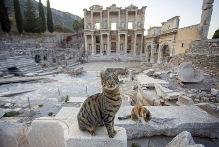 古代ローマ軍は猫をネズミ捕り部隊としてヨーロッパに持ち込み、広めていた