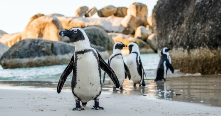 ケープペンギン6万羽が南アフリカで大量死。原因は餓死だったことが判明