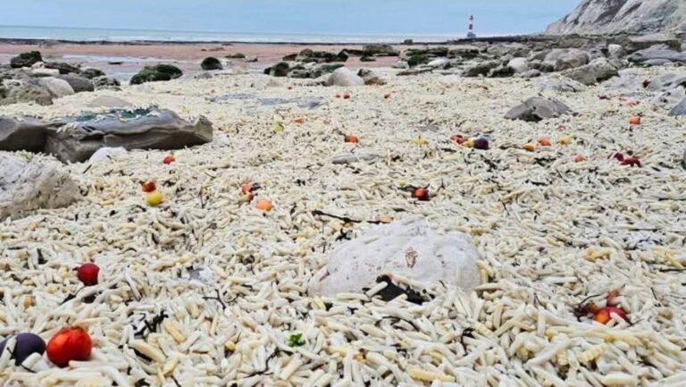 イギリスの海岸に大量のフライドポテト（揚げる前）が打ち上げられる