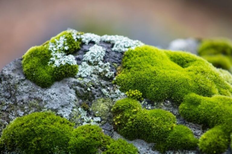 名探偵「コケ」。指紋のように機能する微細な植物が、未解決事件の謎を解く