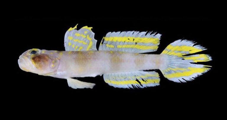 全文からオーラを放つ新種の魚「スーパーサイヤン」が石垣島で発見される