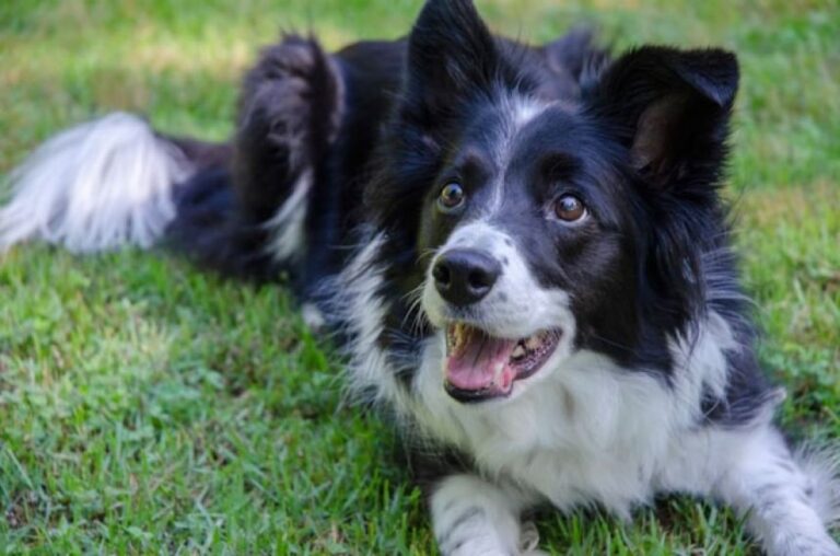 犬の中には、飼い主の話を盗み聞きして新しい言葉を学ぶ才能を持つものがいる