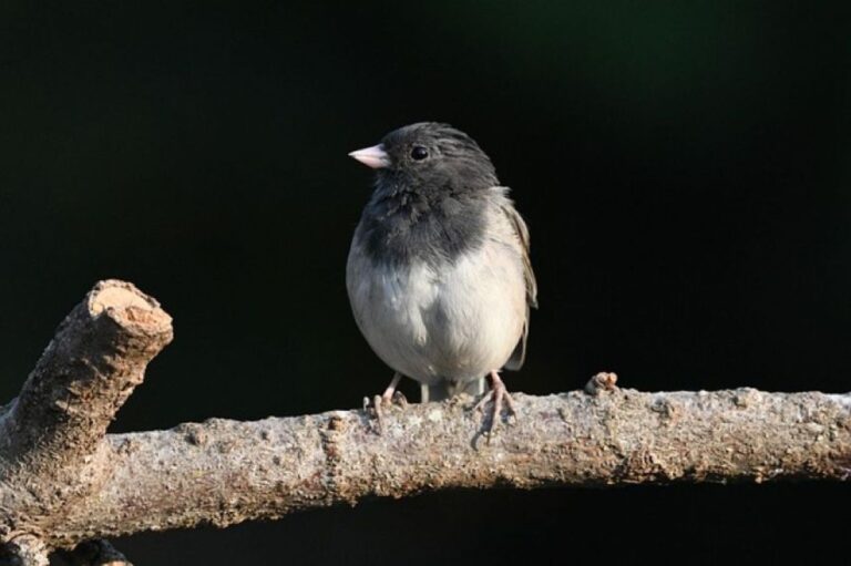 人間の営みが鳥の形状を変える。たった2年で起きたクチバシの変化