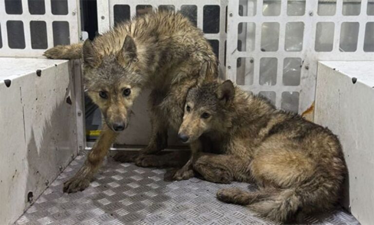イギリスの森をさまよっていた謎の３匹の犬の正体がDNA検査で判明