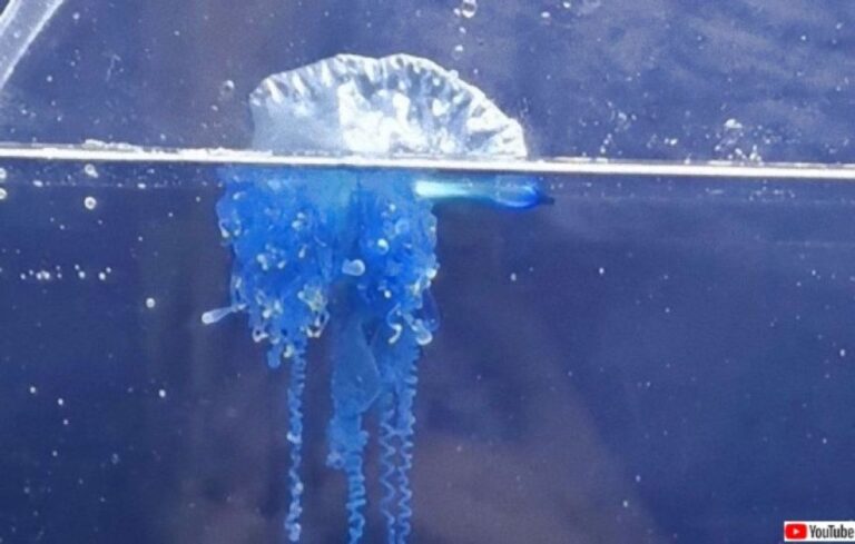 新種のカツオノエボシ、「ミカヅキノエボシ」が日本で発見される