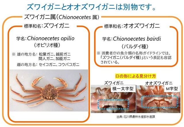 農林水産省がカニについて注意喚起！！「ズワイガニとオオズワイガニは別」