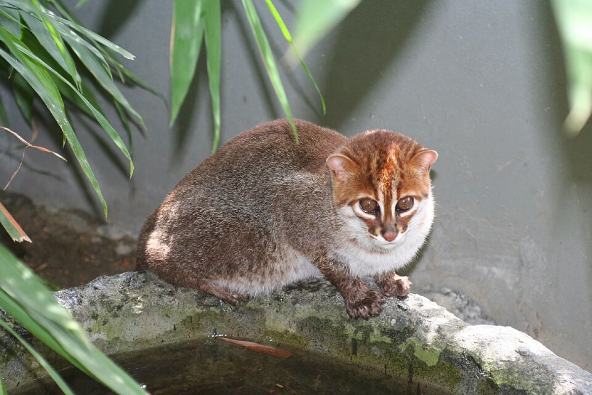うれしいニュース、マライヤマネコがタイで30年ぶりに再発見される