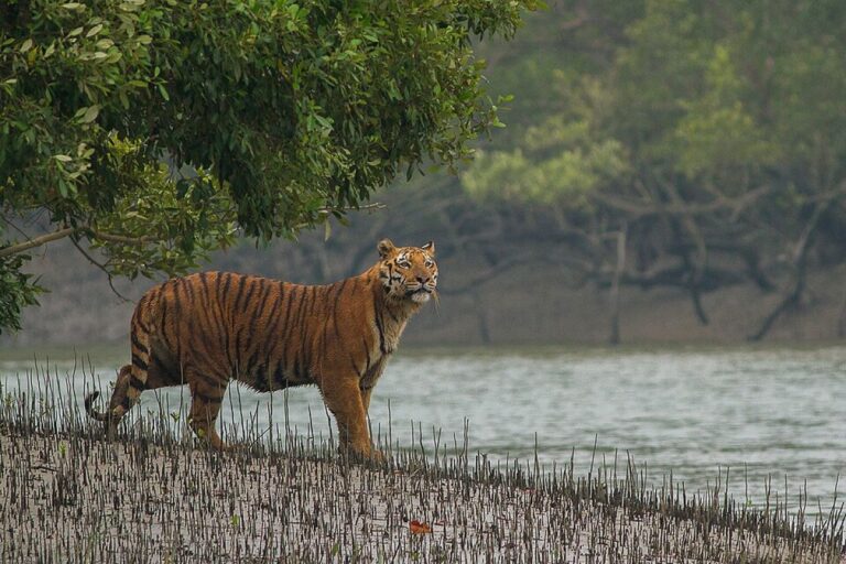夫をトラに殺された妻たちが、生息地のマングローブ林の再生活動に取り組む（インド）