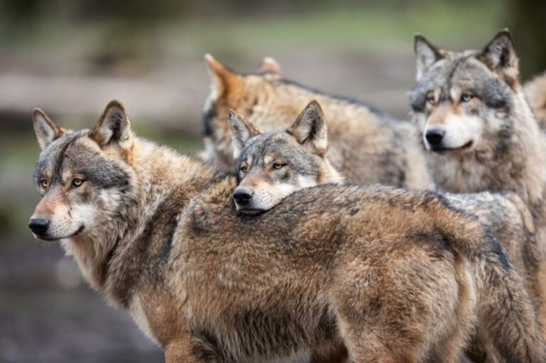 コロラド州のオオカミ再導入が中断。米連邦政府によるカナダとの取引停止が影響