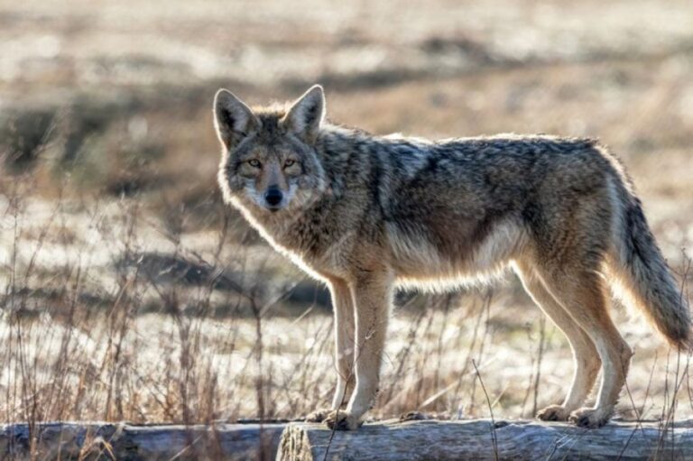 【続編】監獄島へ泳ぎ着いたコヨーテ、。死の淵から生還したくましく生き伸びていた