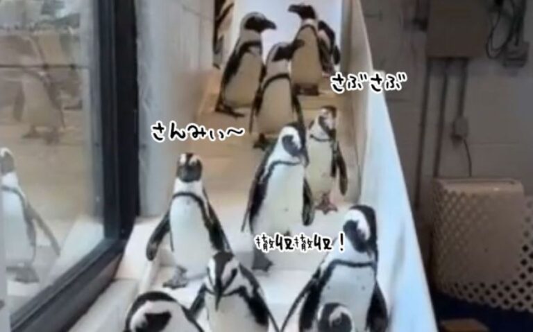 ニューヨークのケープペンギン、寒すぎて室内に避難