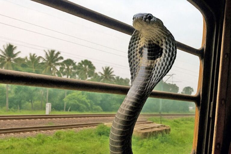 キングコブラがインドの列車に無賃乗車、生息地を失い人間の生活圏に入り込む