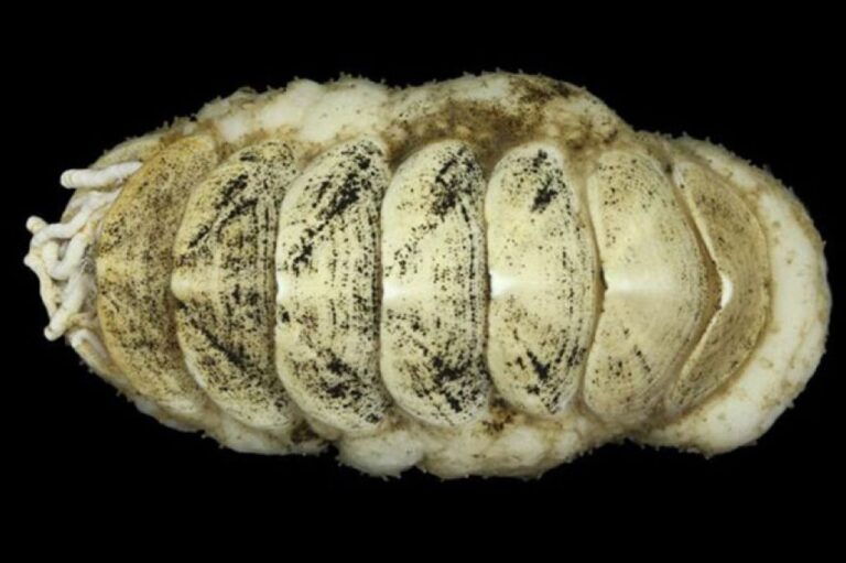 ナウシカの王蟲候補も、日本深海で発見されたヒザラガイの新種、ネット公募からついに決定